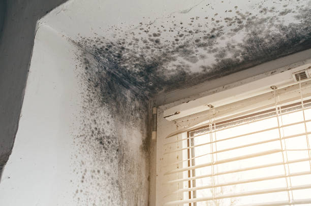 Affordable Mold Cleanup solutions in Concord, NC